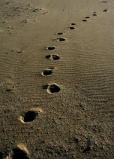 footprints looking back