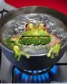 frog-in-boiling-water